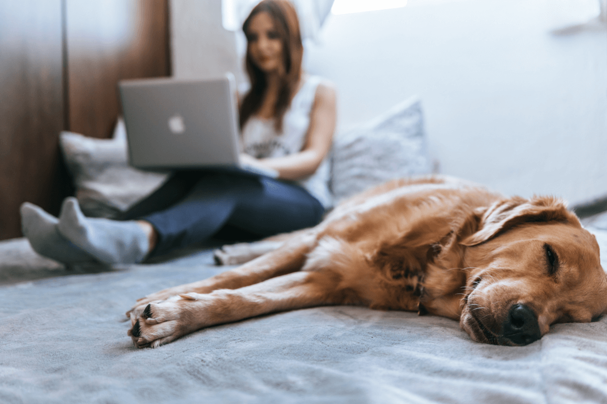 Mujer joven sentada en su cama con su computador en su regazo. A su lado duerme un labrador dorado.