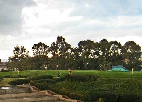 Árboles plantados en Bogotá