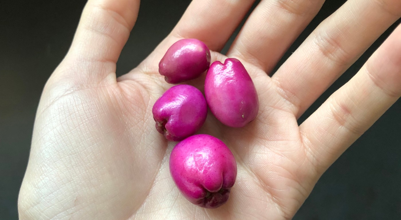 Imagen de los frutos del árbol Eugenia.