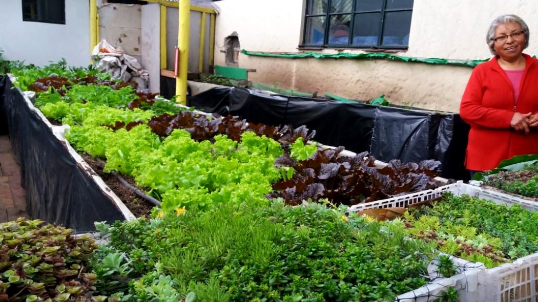 Imagen de una huerta urbana en Bogotá