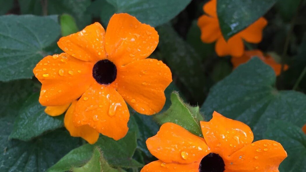 Imagen de flores con gotas de agua 