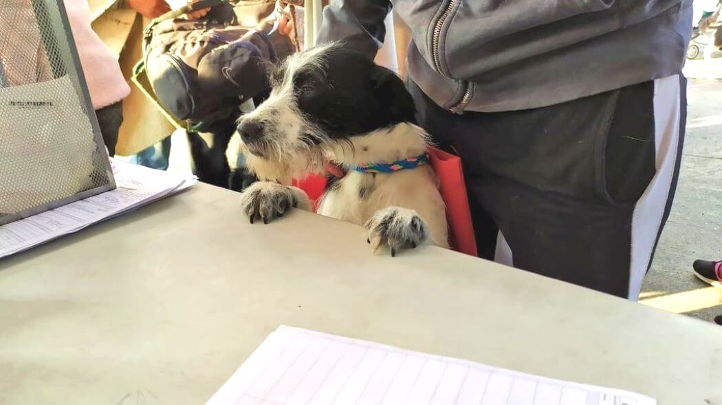 Imagen de un perrito en la jornada de esterilización.