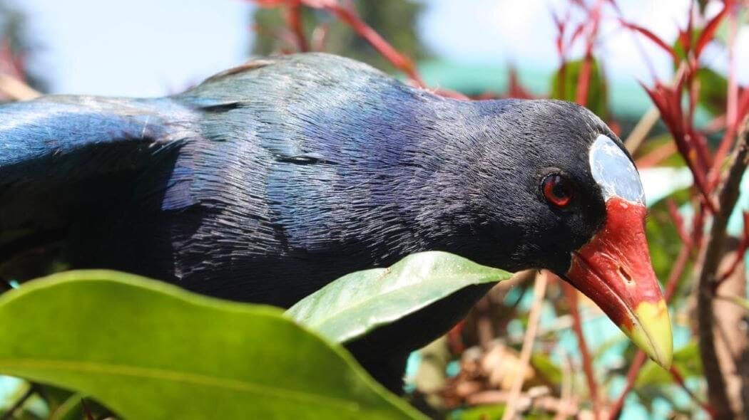 Imagen de un ave: Tingua azul