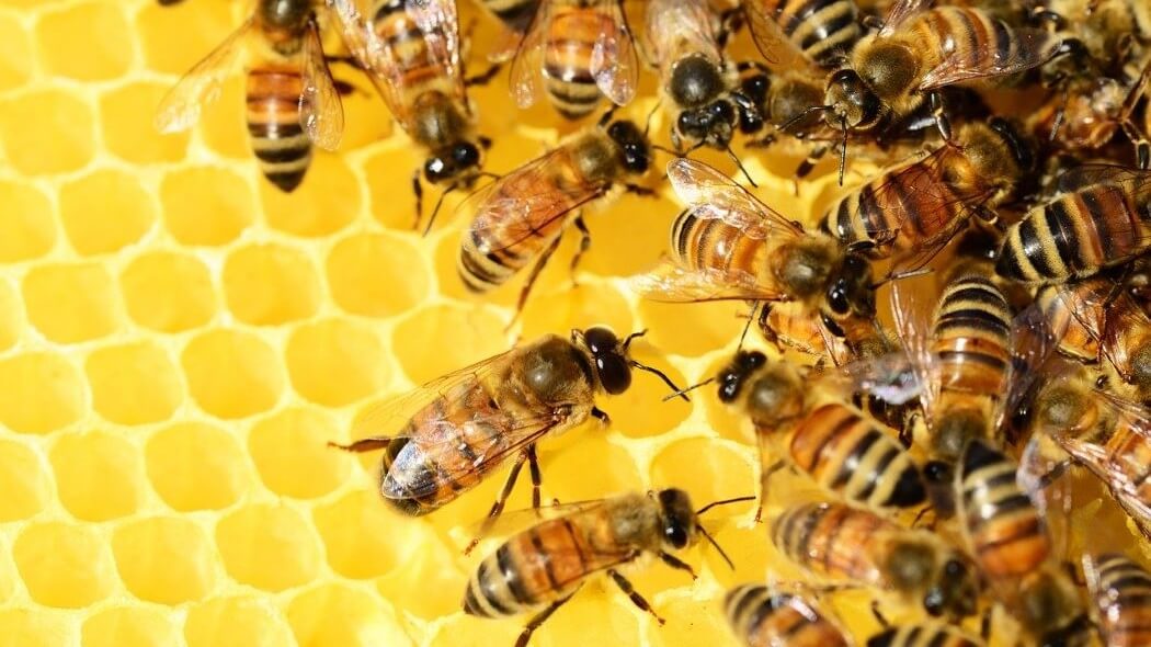 Imagen de un panal de abejas.