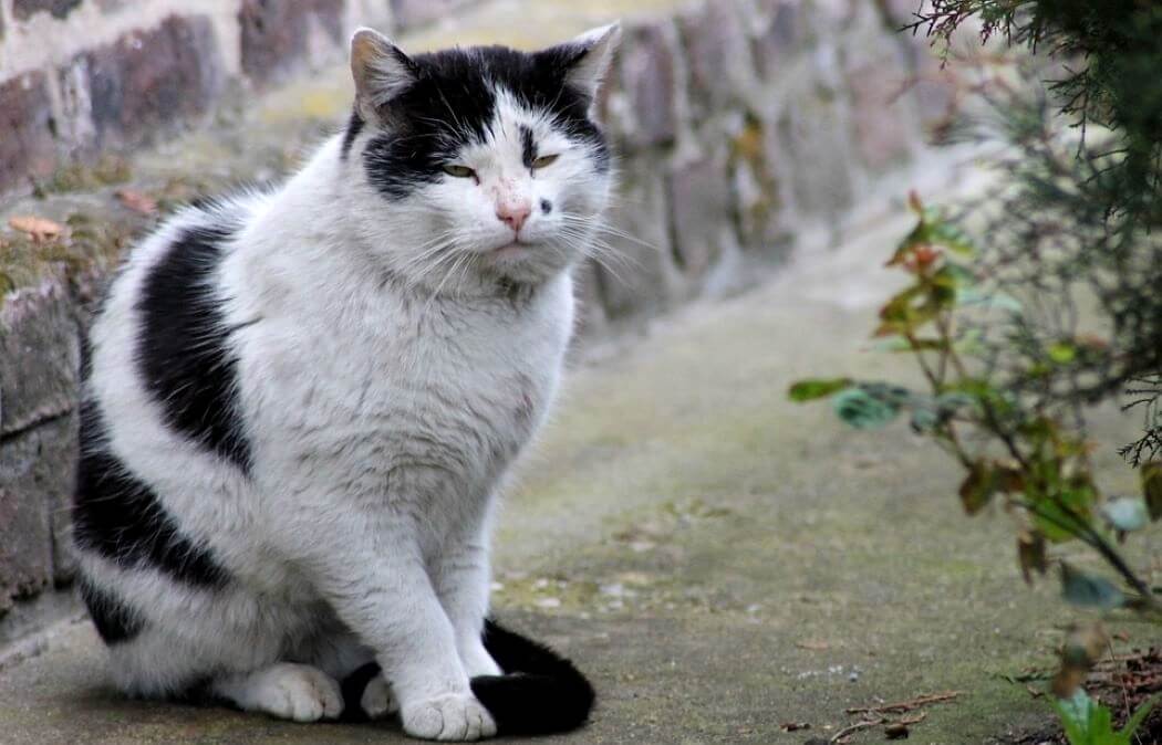 Imagen de un gato viejito.