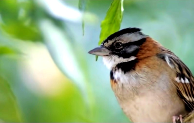 Imagen de un pájaro copetón.