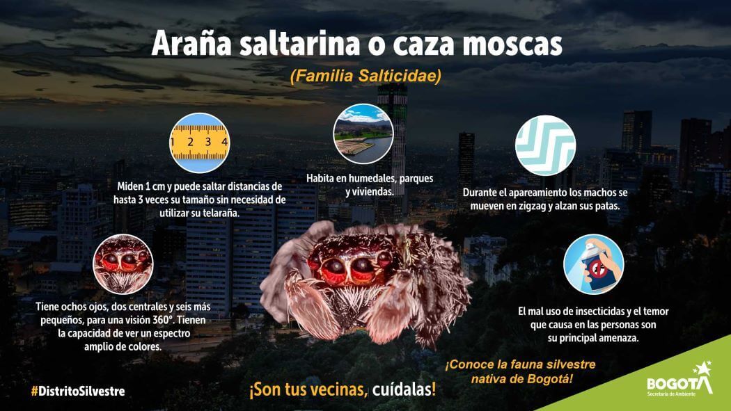 Imagen de la araña saltarina.