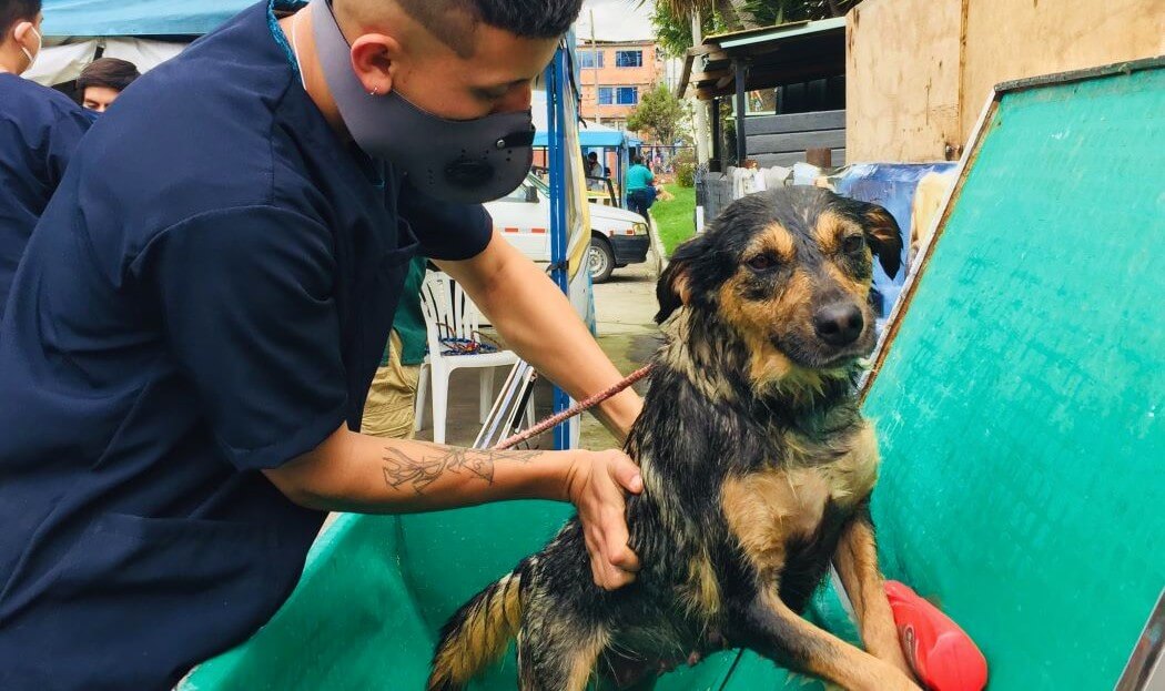 Imagen de un perrito de la calle que recibe atención veterinaria.