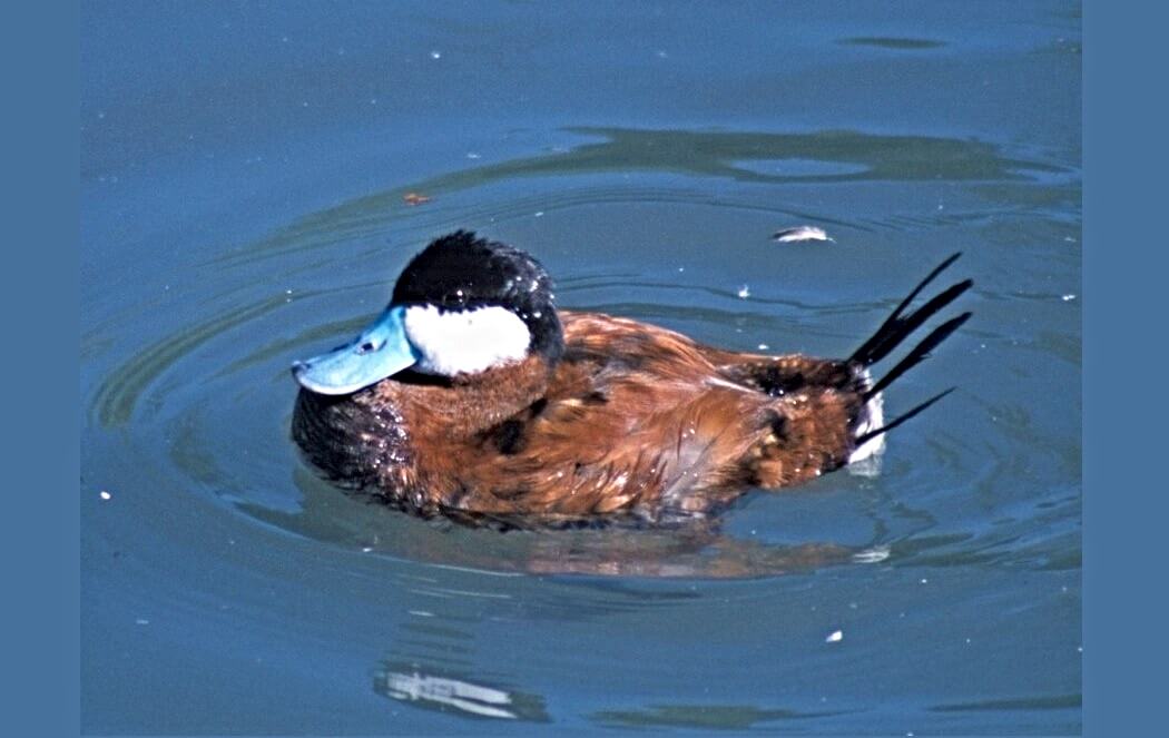 Imagen de un pato turrio.