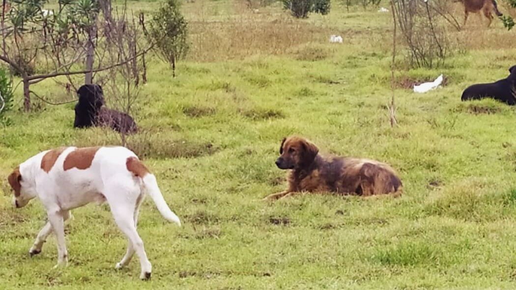 Imagen de perros silvestres que habitan en los humedales.