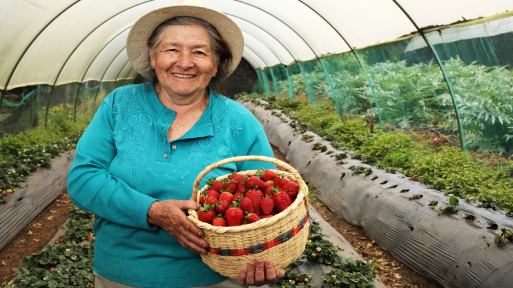 Mercatón Campesina prepara segunda versión