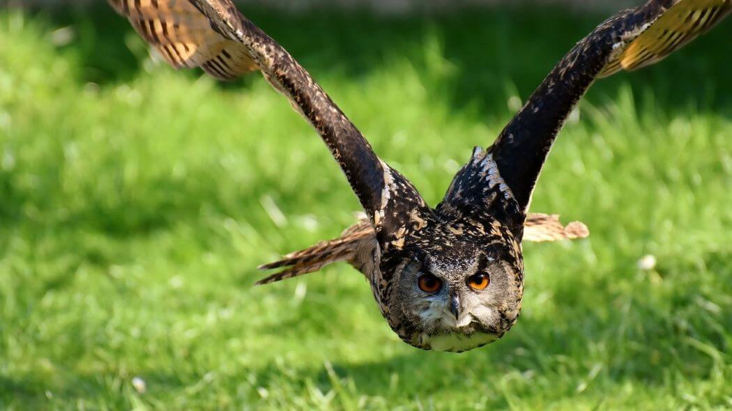 Imagen de un Búho sobrevolando un área verde.