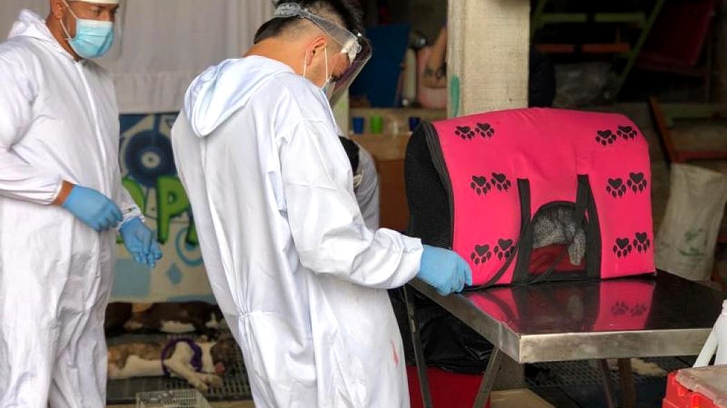 Imagen de un gato en un guacal que va a ser esterilizado.