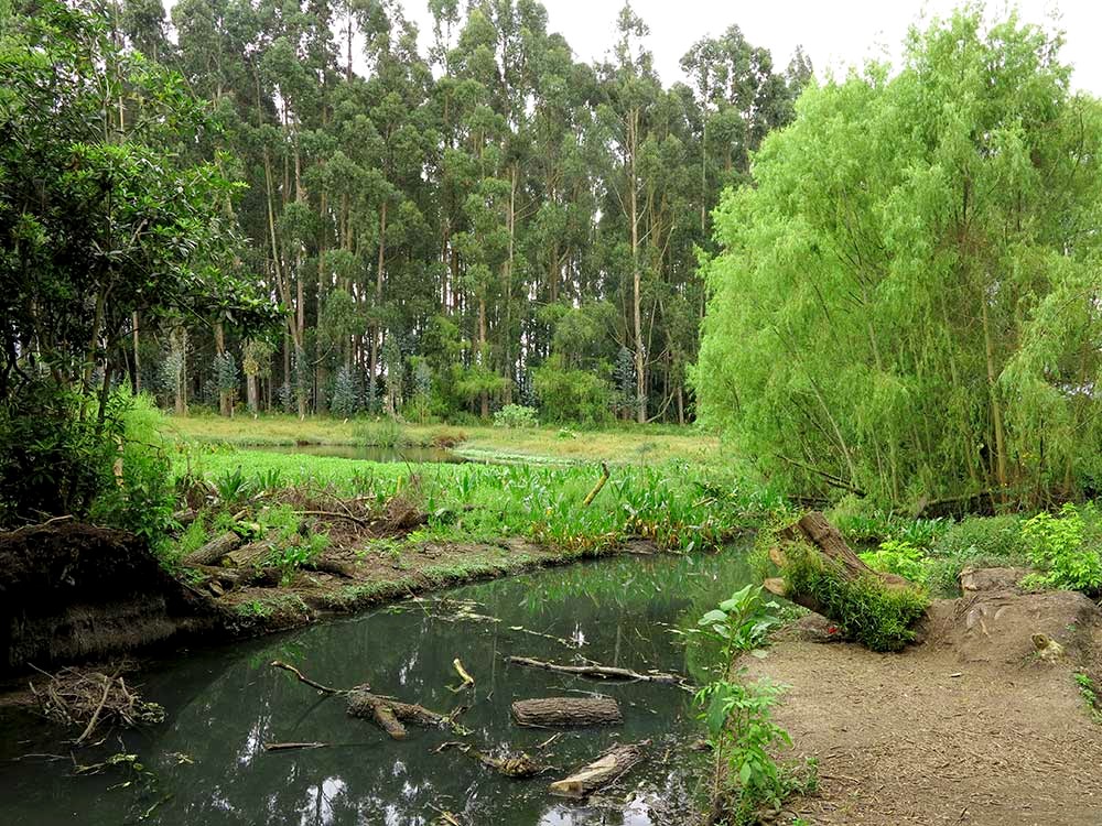 Imagen del humedal Santa María del Lago 