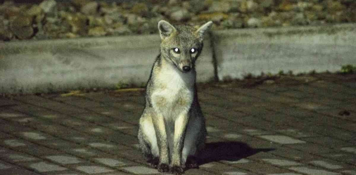 Imagen de un zorro perruno en la ciudad.