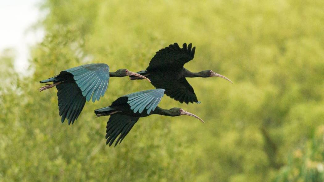 Aves sobrevolando un humedal en Bogotá. Imagen Fredy Gómez .