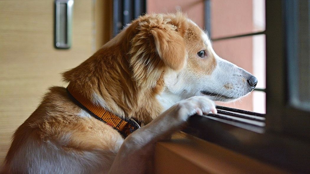 Imagen de un perro viendo por la ventana con apariencia de tristeza.