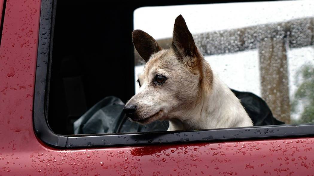 Imagen de un perro resguardándose de la lluvia