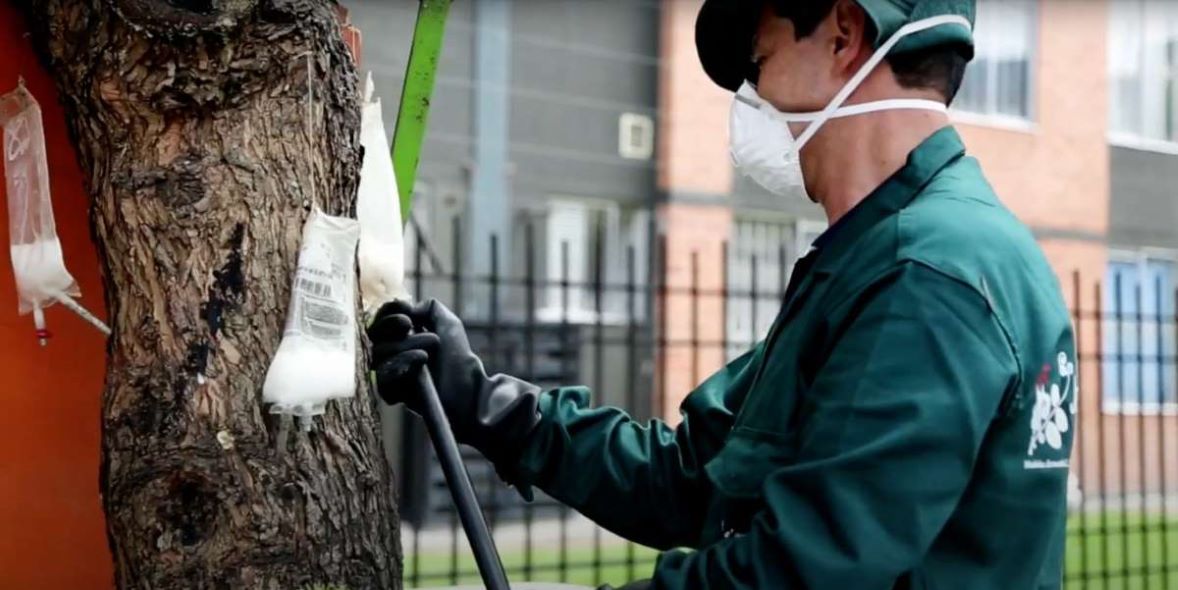 Imagen de un técnico fertilizando a un árbol bogotano.