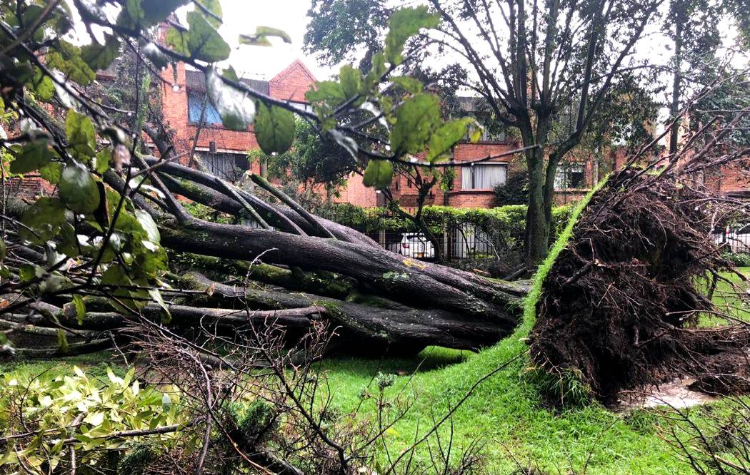 Imagen de un árbol caído