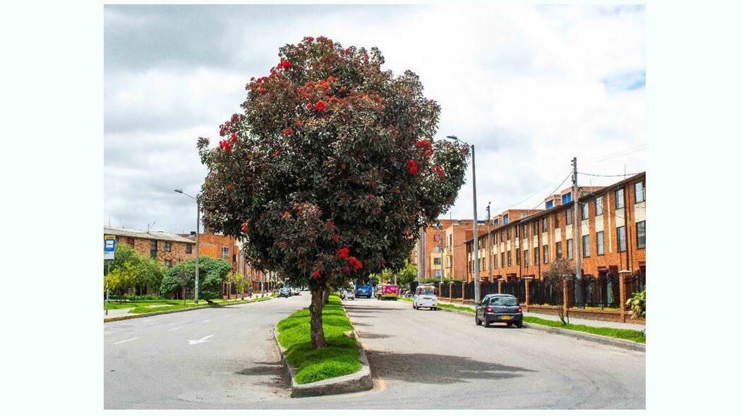 Imagen del árbol eucalipto pomarroso