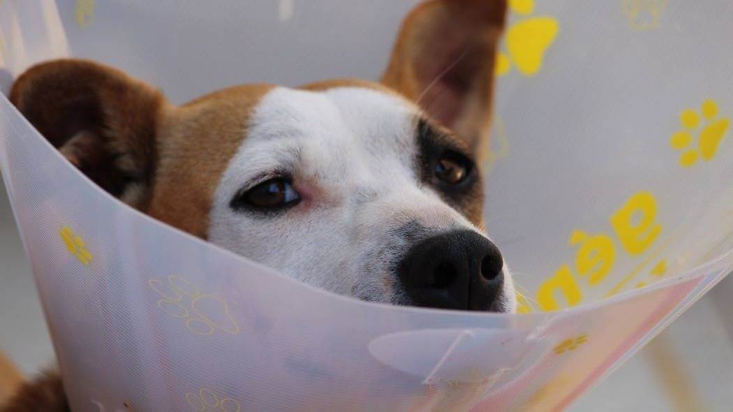 Imagen de un perro con un collar isabelino