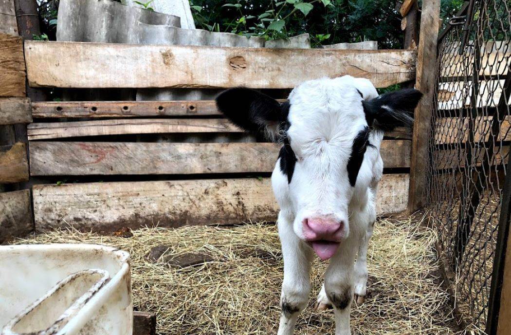 Imagen de una vaca que participó en la jornada.