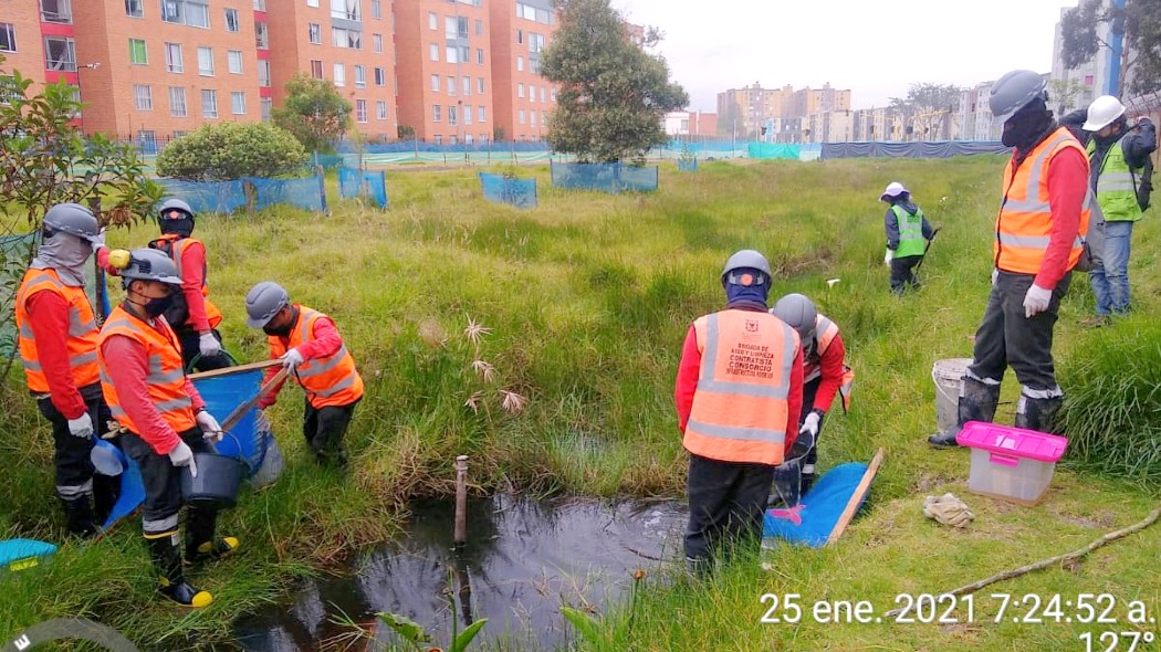 Personal rescatando especies de la zona intervenida.