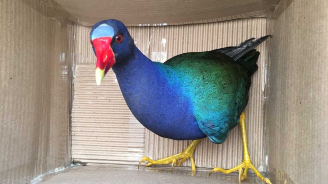 Tingua azul en una caja