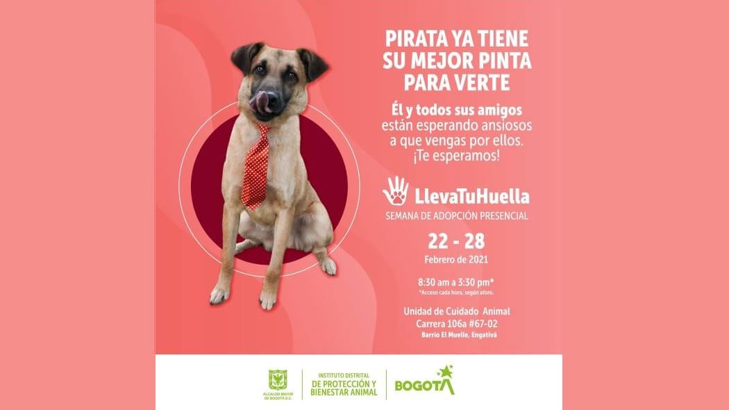 Imagen de la campaña de adopción. 