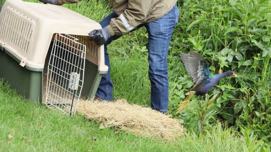 Imagen de liberación de aves