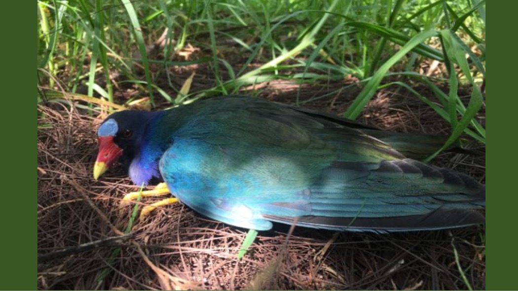 La autoridad ambiental recupera y rehabilita las aves migratorias que sufren accidentes contra estructuras y tejados.