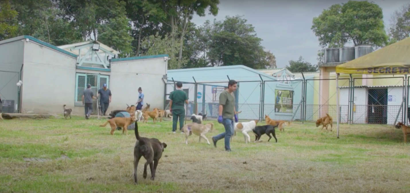 Un equipo de profesionales veterinarios se encargan del cuidado de los animales de la UCA