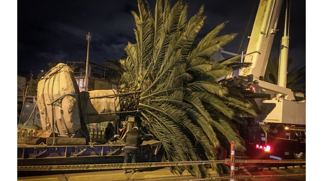 Proceso de extracción de un árbol para traslado.