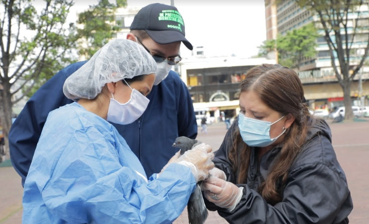 Unidad Distrital de Atención a Palomas