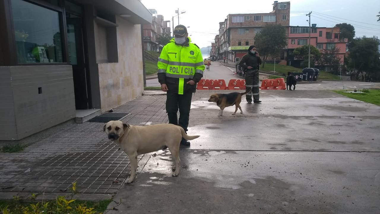 El IDPYBA se encuentra monitoreando otros perros que puedan estar en riesgo en este momento. Foto: CAI Bosa. IDPYBA 