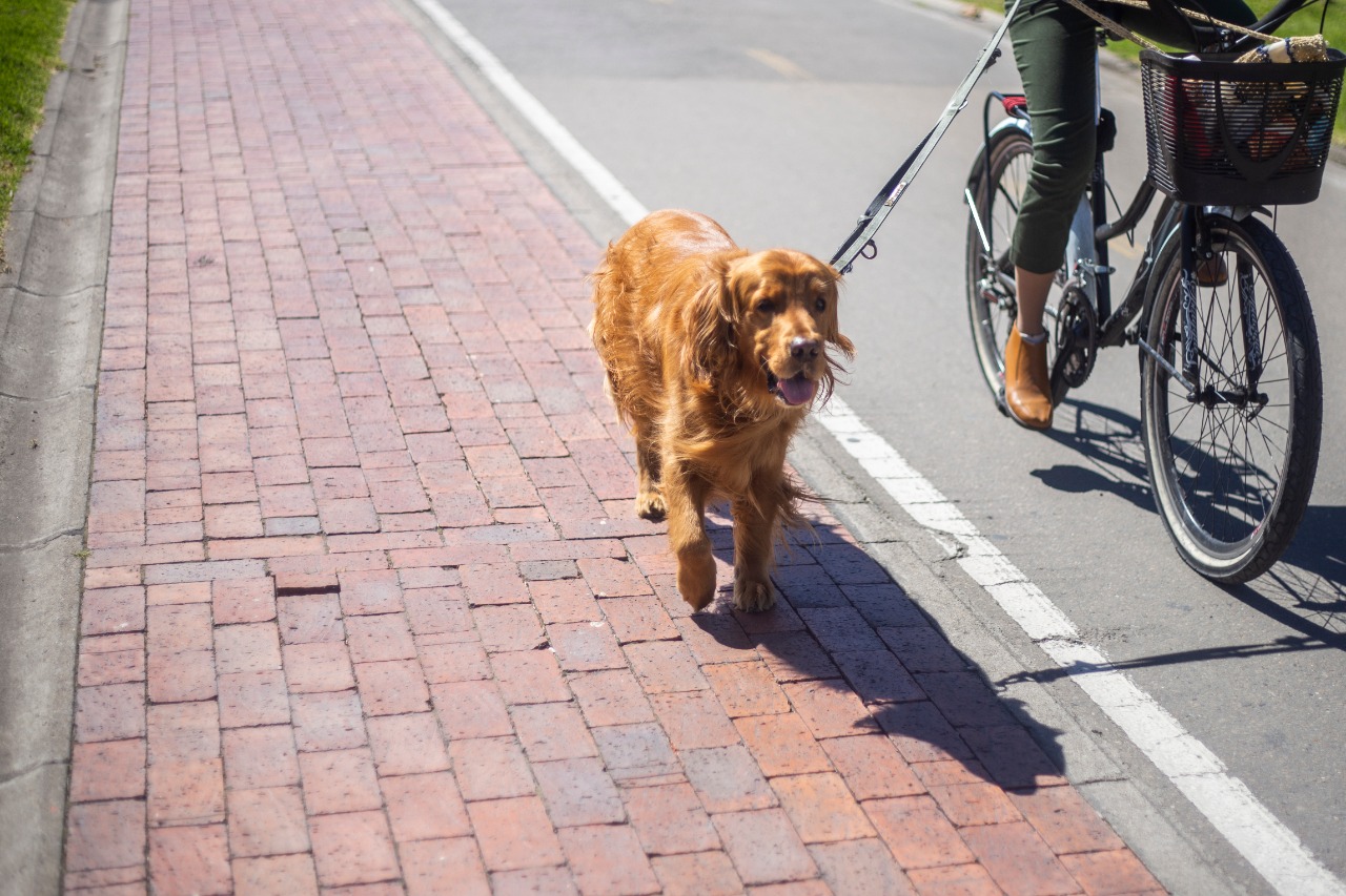 El IDPYBA recomienda a las personas que salen con sus perros seguir una serie de cuidados responsables con el animal, previo a la ciclovía, durante la salida y al llegar de vuelta a casa. Foto: Freepik