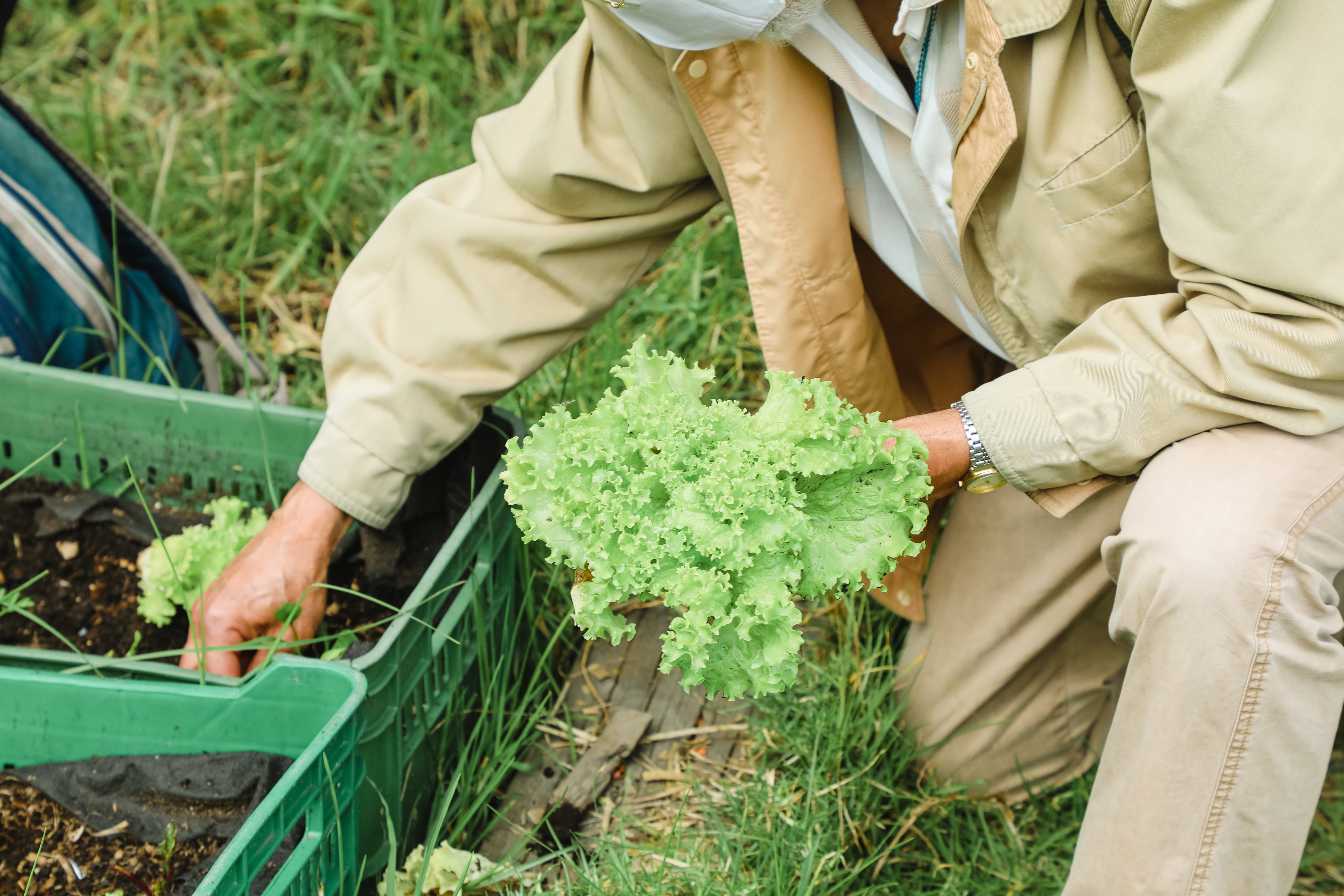 La agroecología en casa es un buena alternativa para cultivar tus propios alimentos y cuidar tu salud. Foto: Jardín Botánico