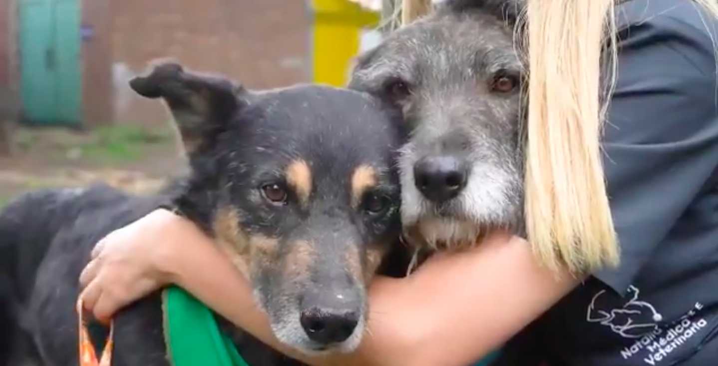 Si te quieres adoptar a un animal de compañía acércate al IDPYBA de lunes a domingo en la Carrera 106A # 67-02 de 9 a.m. a 3 p.m. Foto: IDPYBA