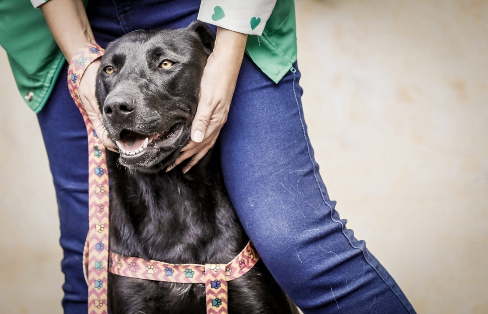 •	Desde el IDPYBA se han entregado 472 animales en adopción y 172 en hogares de paso. Foto. Alcaldía.