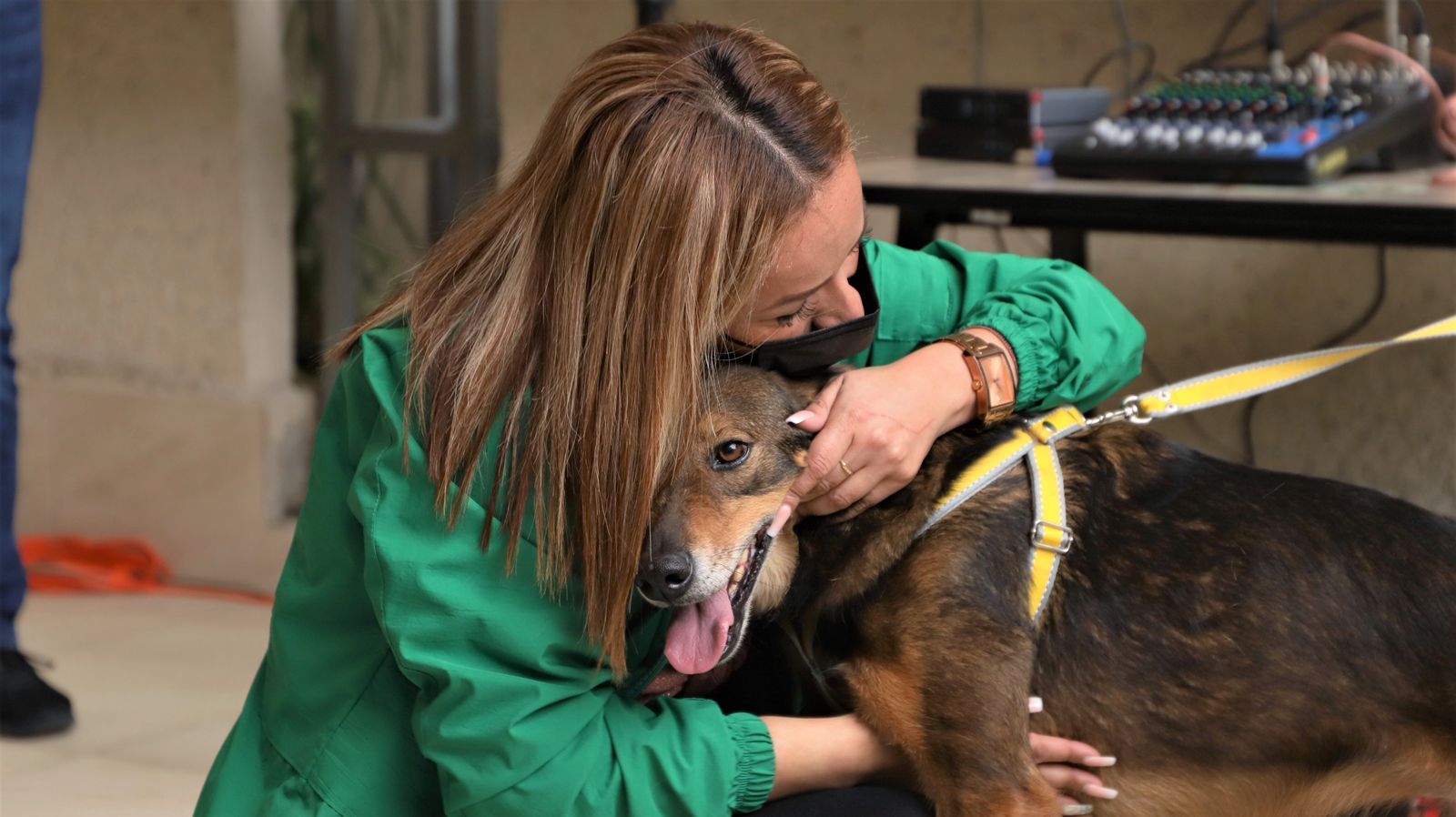 ¿Cuáles son los requisitos para adoptar un perro o un gato en Bogotá?