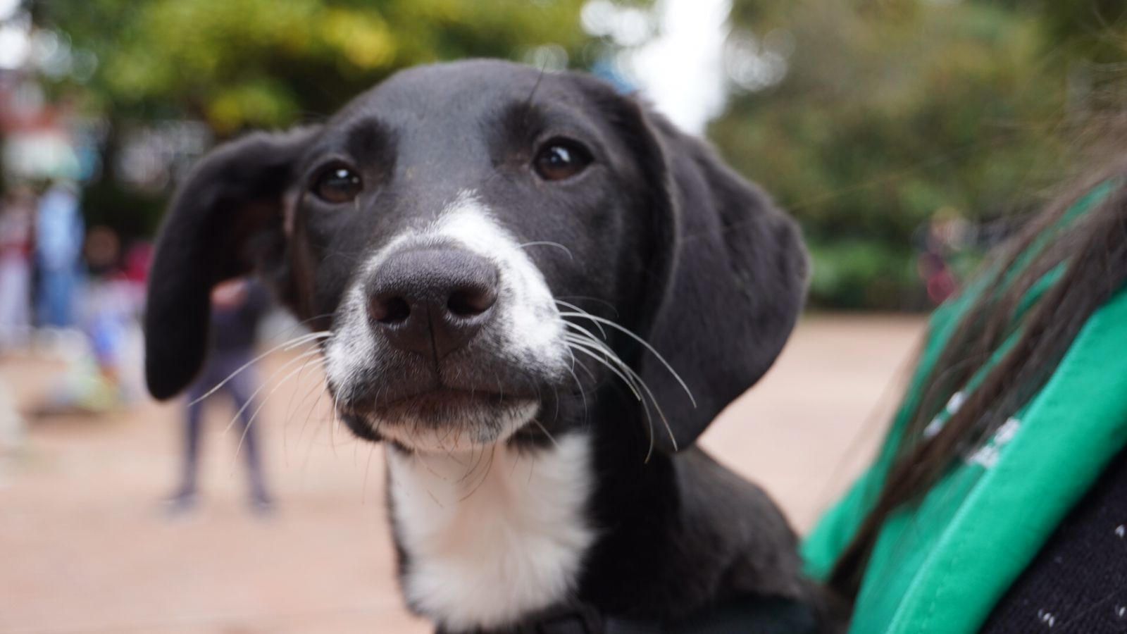 Los días 23 el IDPYBA abre cupos de esterilizaciones para el siguiente mes. Foto: IDPYBA