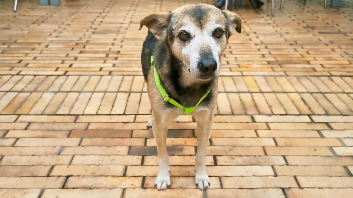 Desde ahora en adelante Manatí será el animal de compañía de todos los empleados de la Alcaldía de Bogotá. Foto: Alcaldía