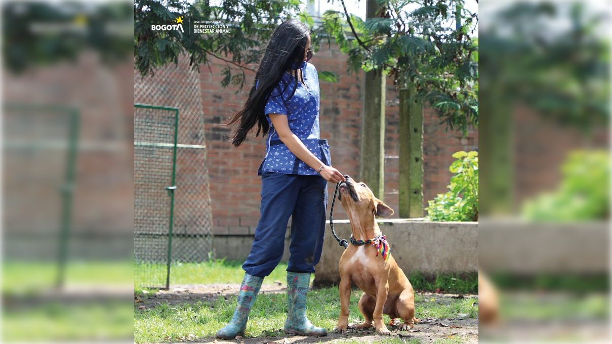 Abecé para la tenencia de animales de razas de manejo especial