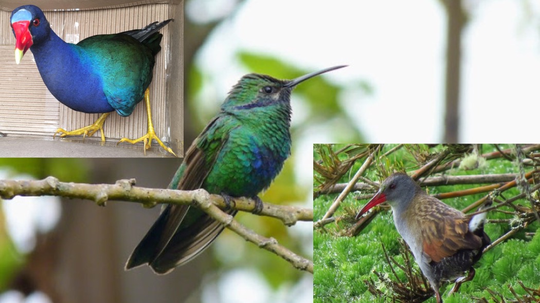 Las aves que no sabías que existen en la sabana de Bogotá