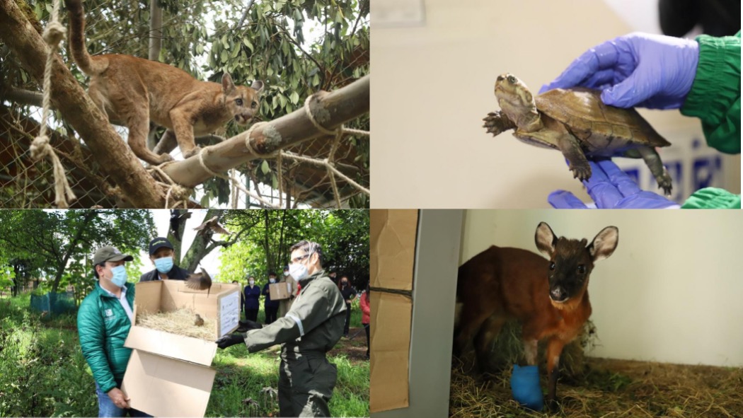 Animales silvestres recuperados por el Distrito en el 2021 (foto)