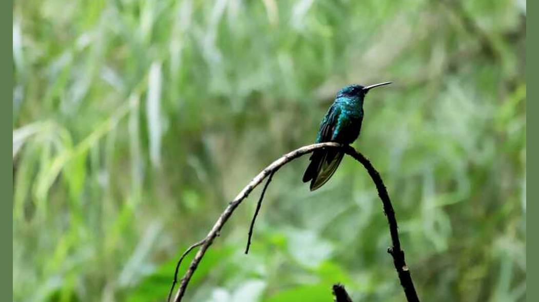 Avistamiento de aves en Humedal Santa María del Lago en Bogotá