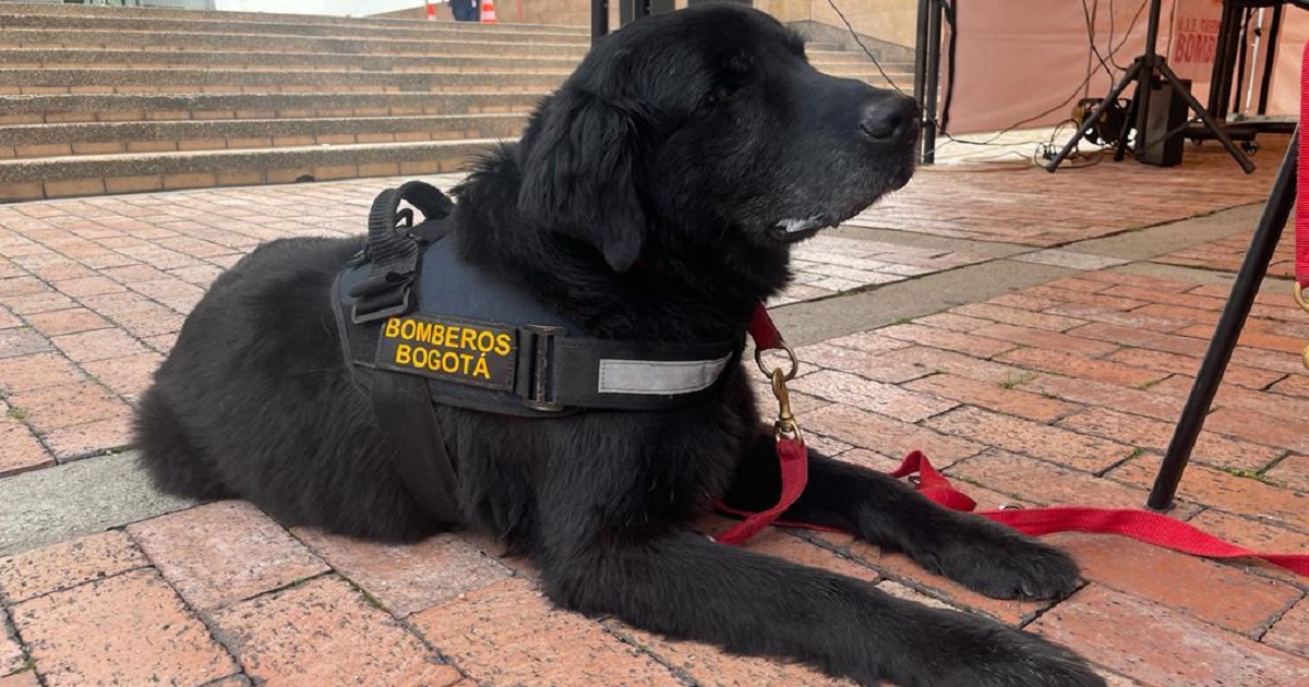 Bomberos de Bogotá implementaron en la entidad política Pet Friendly