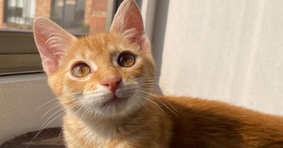 Cuidados de un perro o gato después de haber sido esterilizado