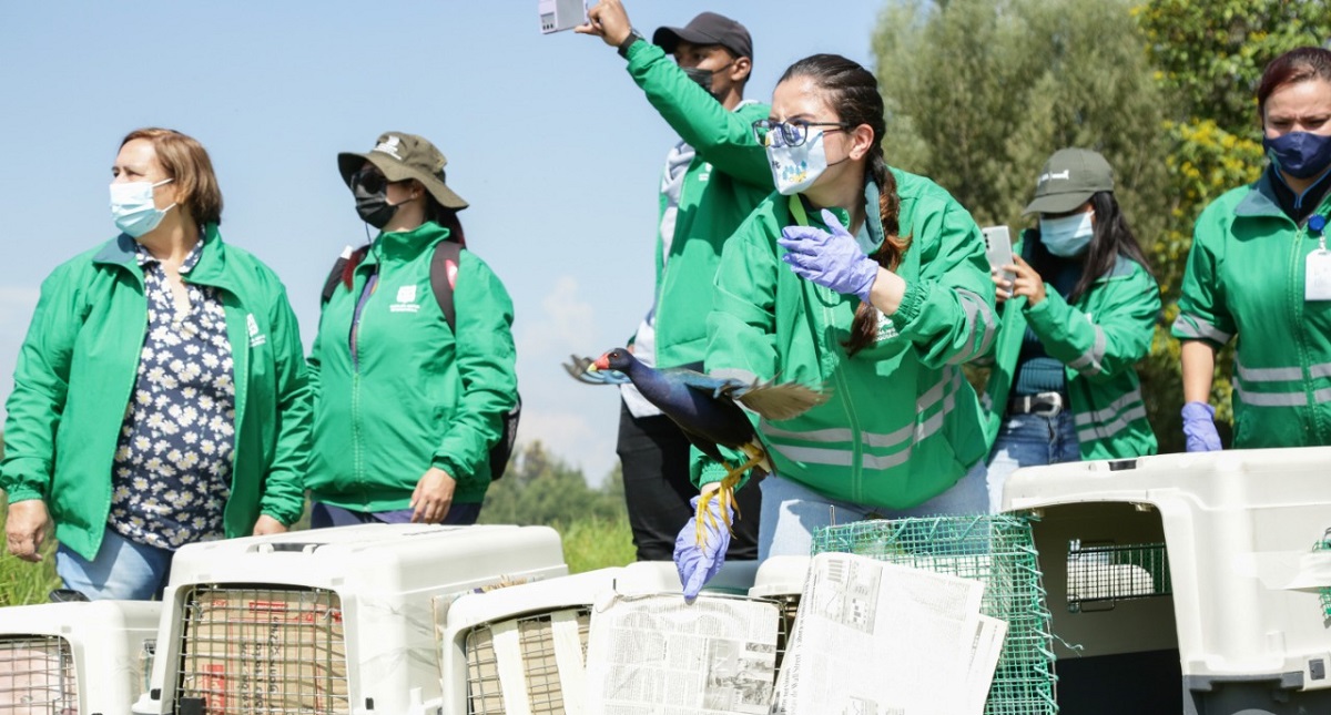 76 animales silvestres fueron liberados en humedal Juan Amarillo, Suba